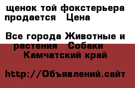 щенок той-фокстерьера продается › Цена ­ 25 000 - Все города Животные и растения » Собаки   . Камчатский край